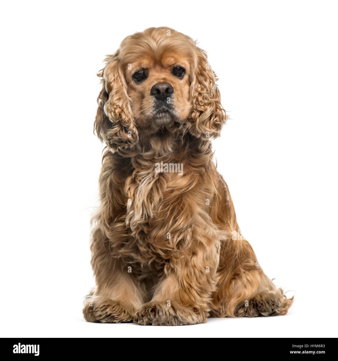 Английский кокер спаниель вес