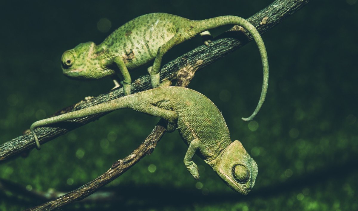 Хамелеон фото