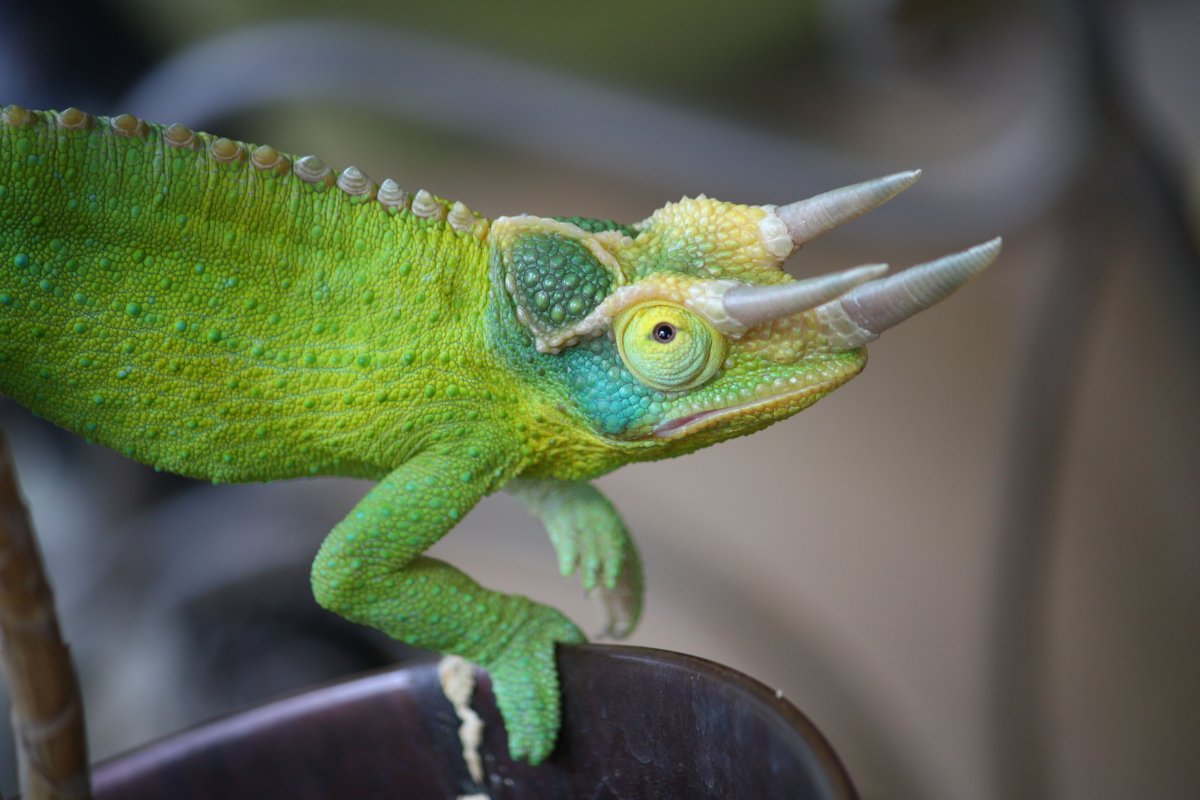 Фиолетовый пантеровый хамелеон