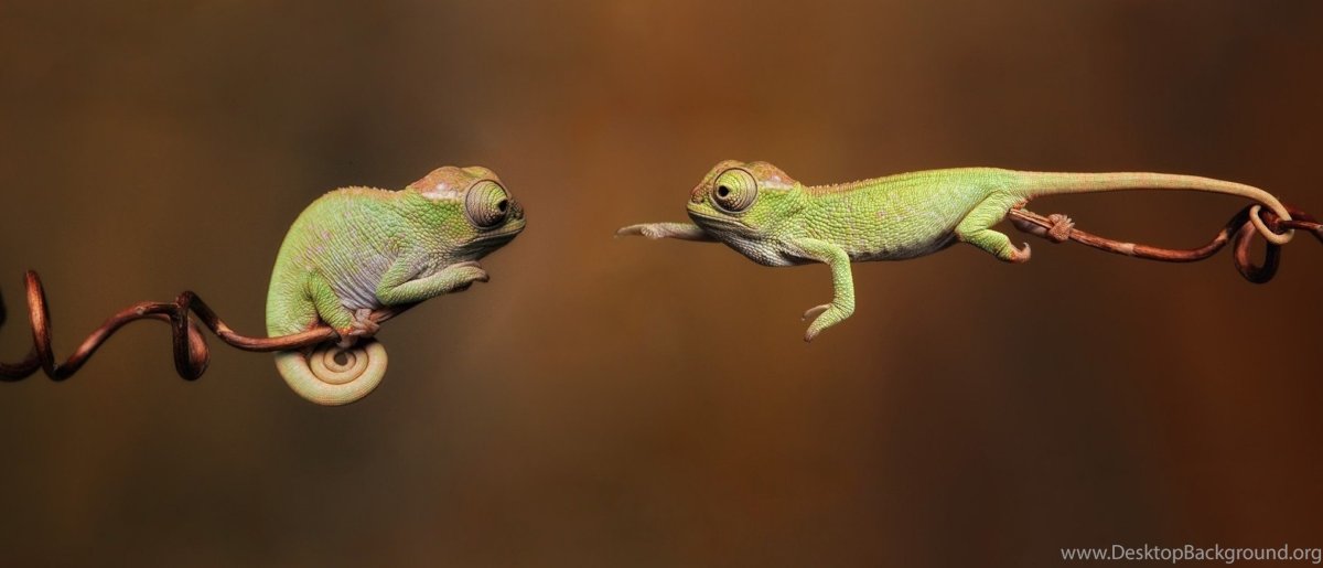 Самый маленький хамелеон