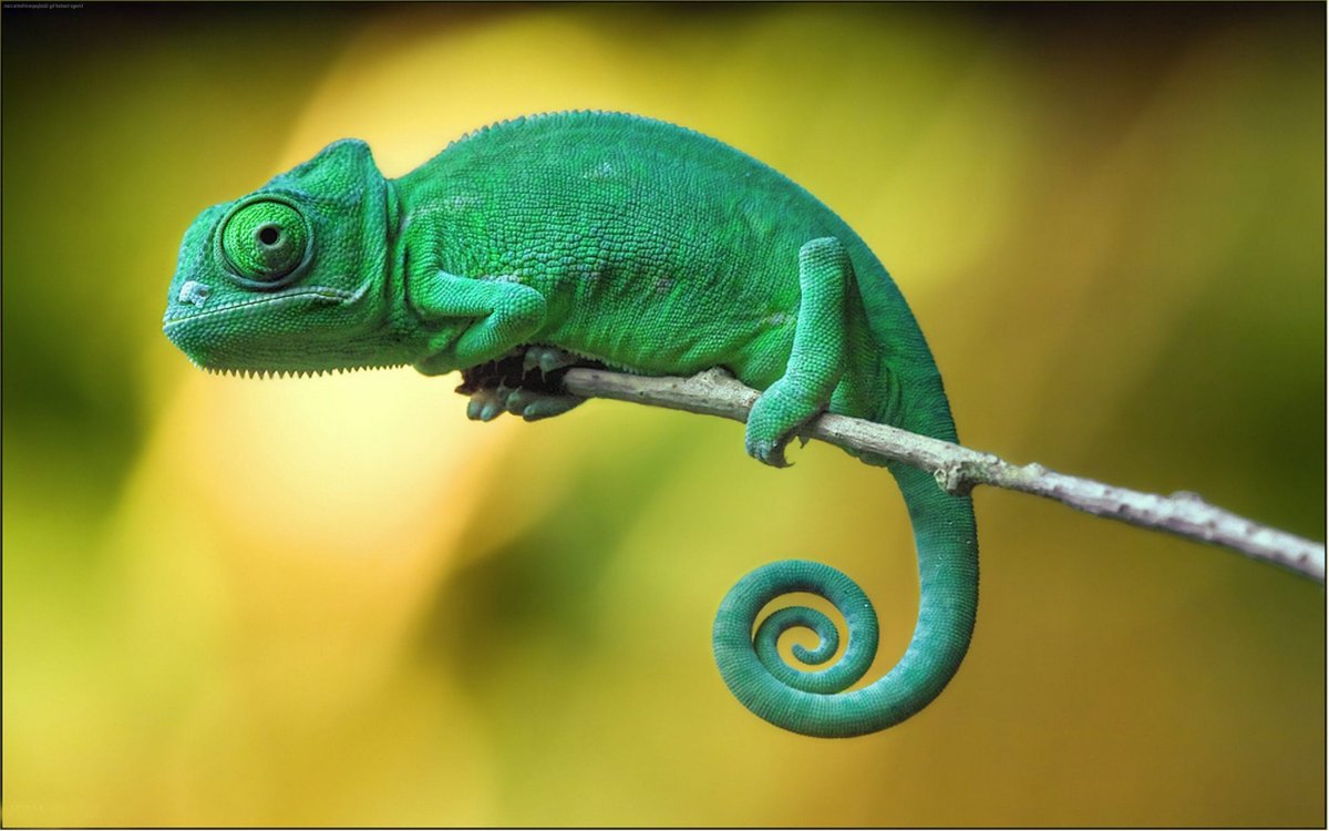 Котенок генетты