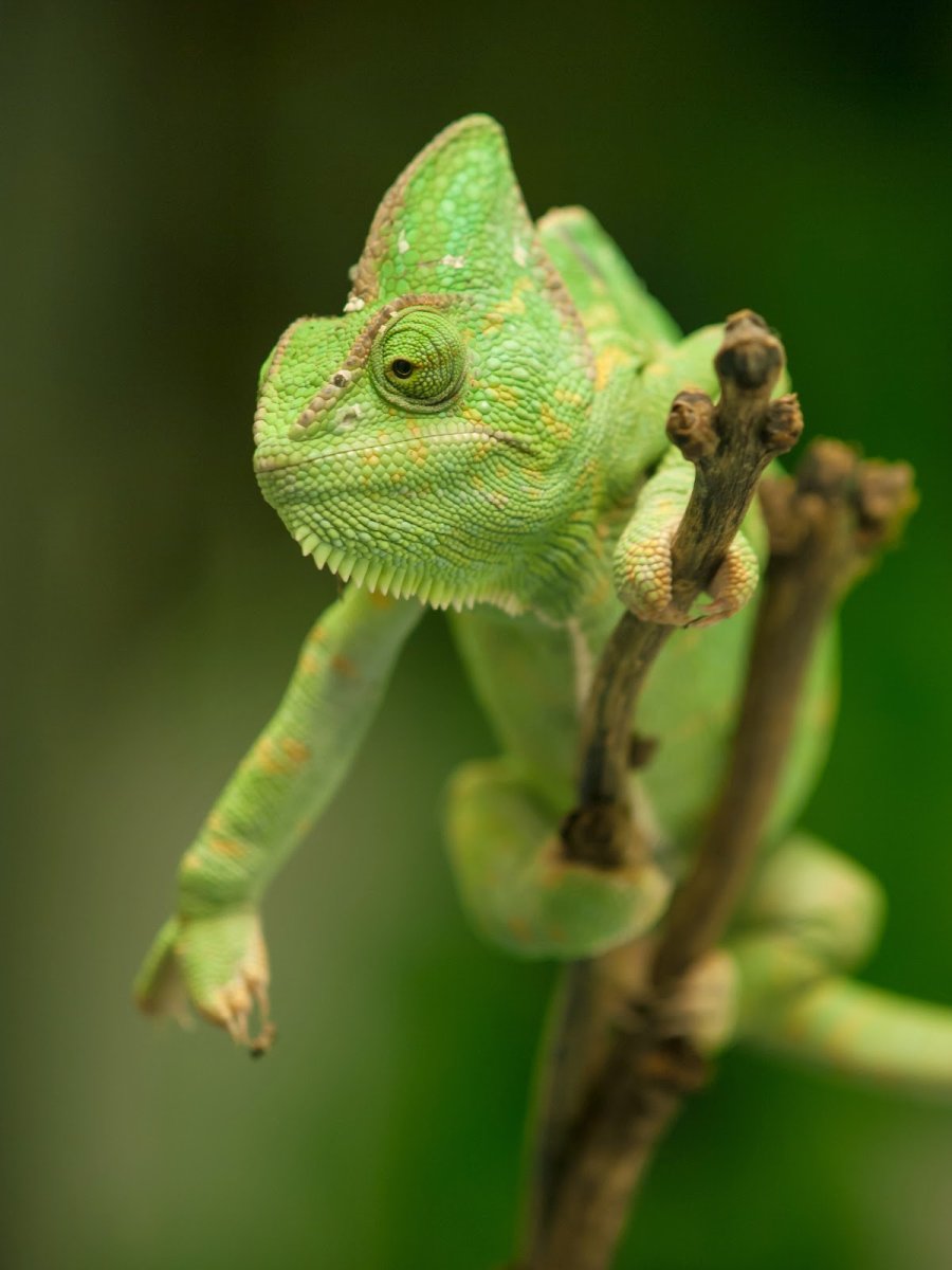 Йеменский хамелеон маленький