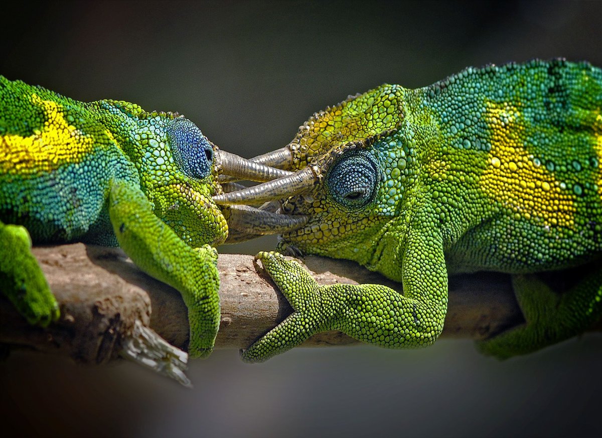 Хамелеон морда