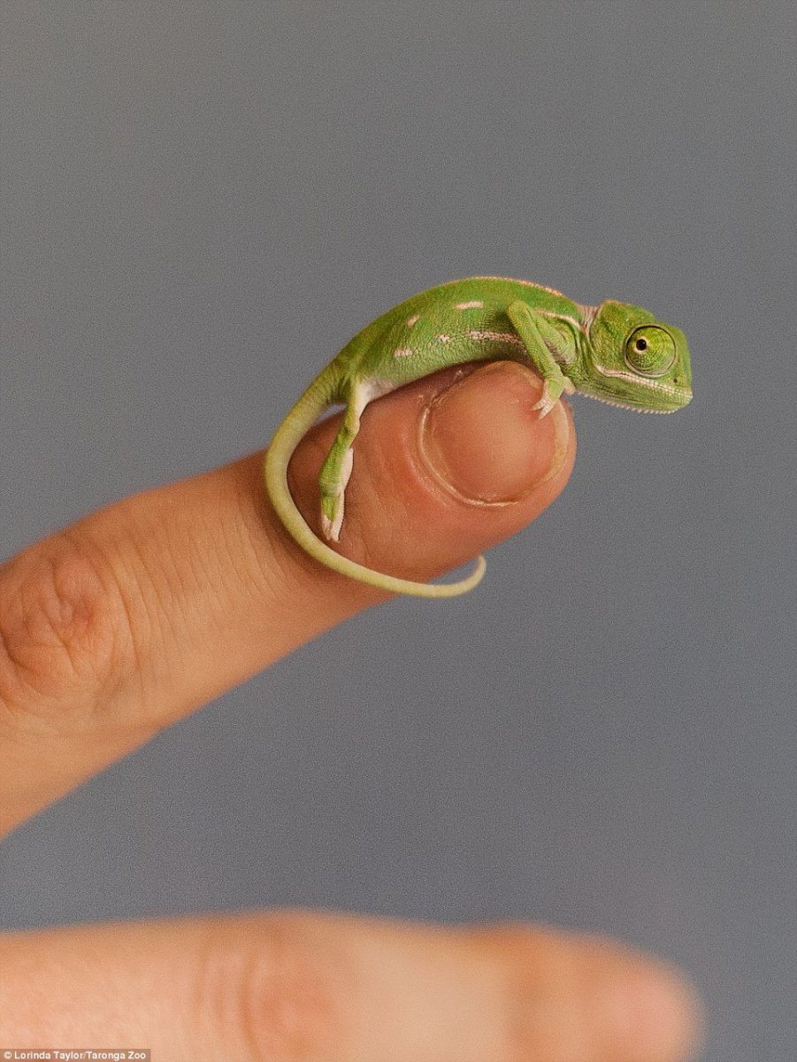 Йеменский хамелеон самка