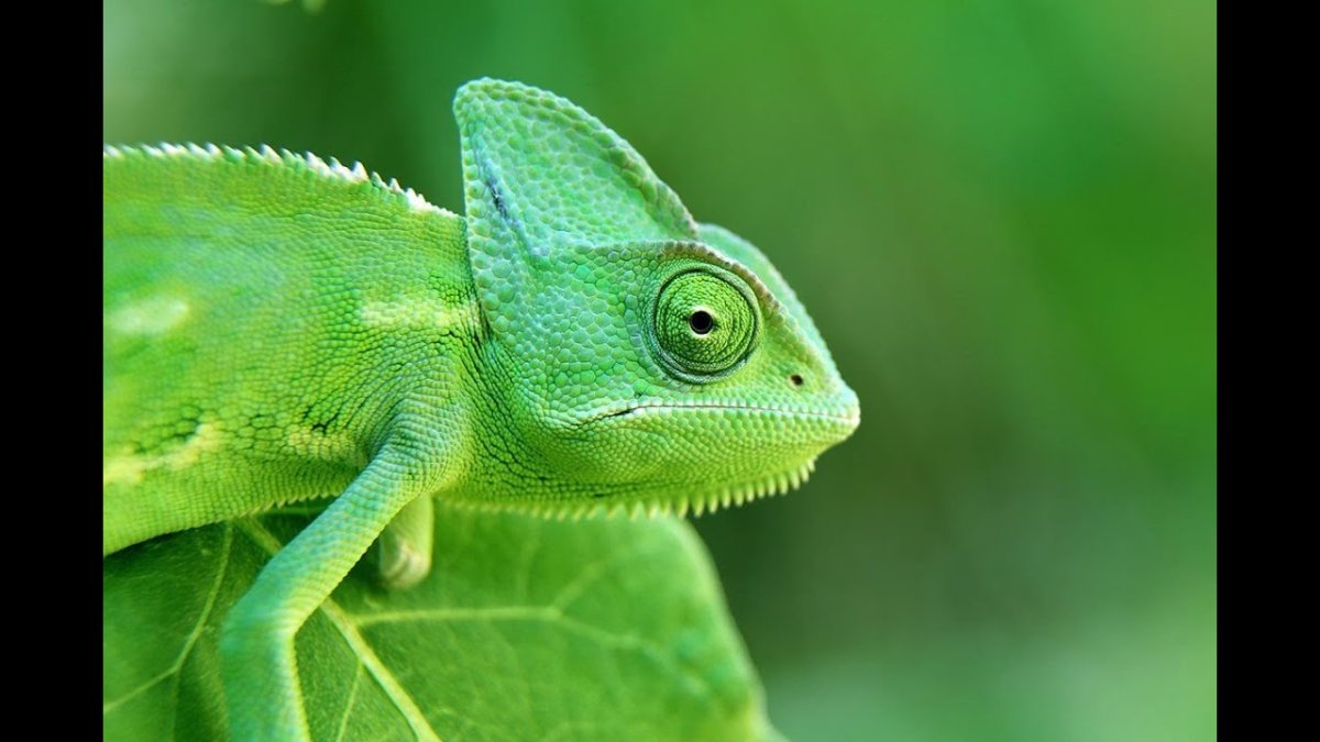 Ящерица хамелеон йеменский