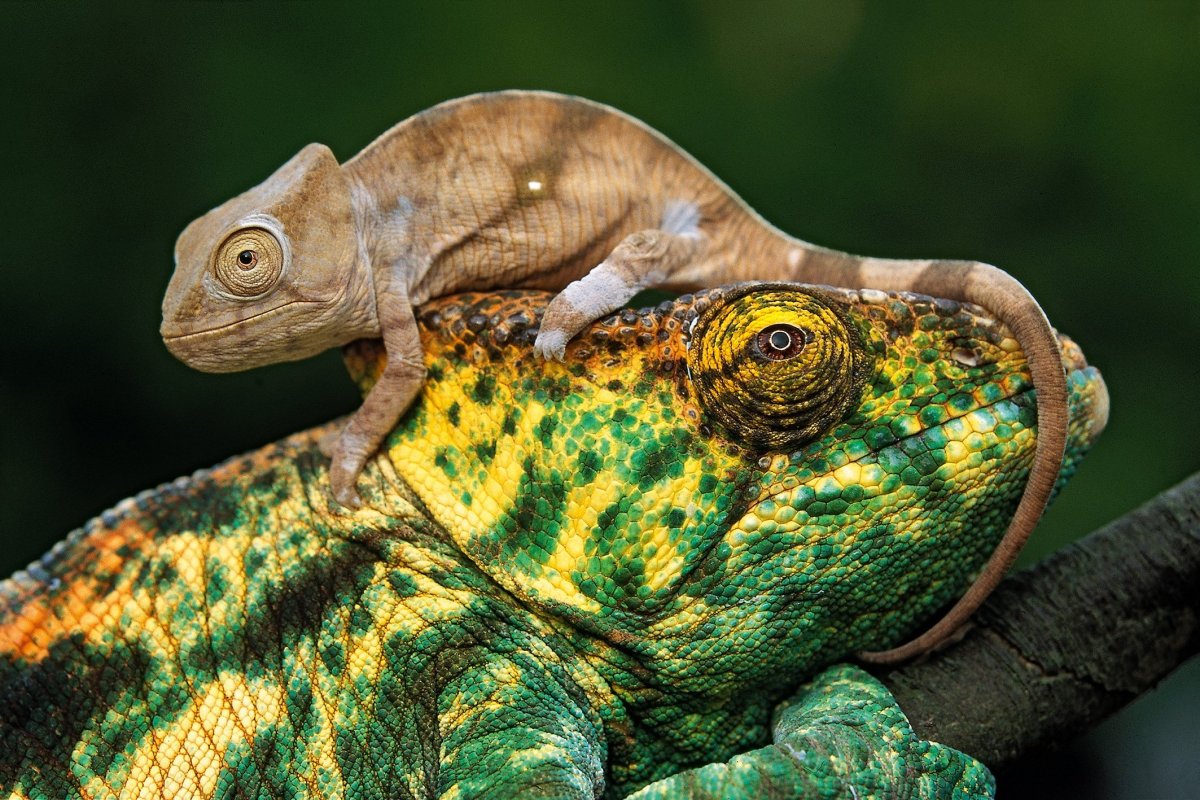 Детеныш хамелеона