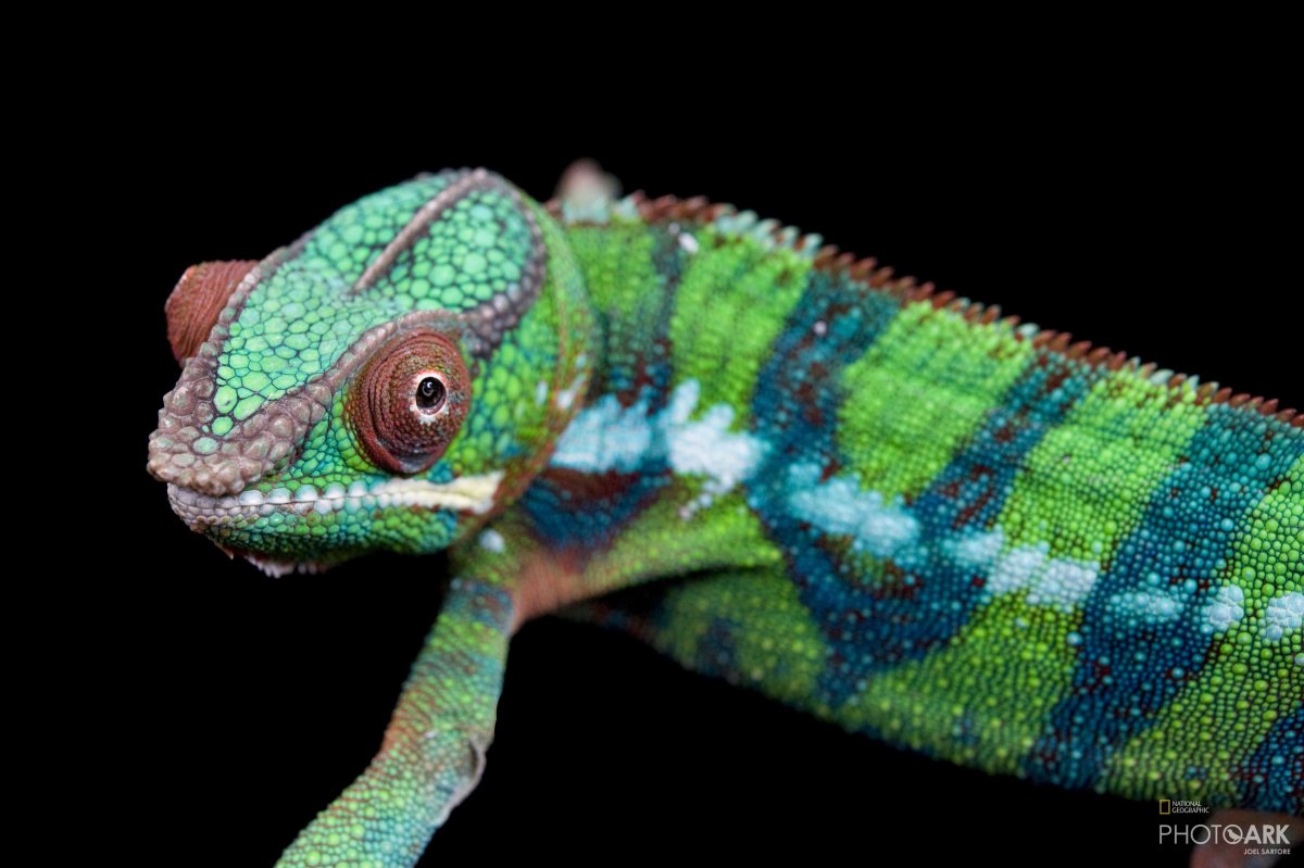 Хамелеон йеменский лапы