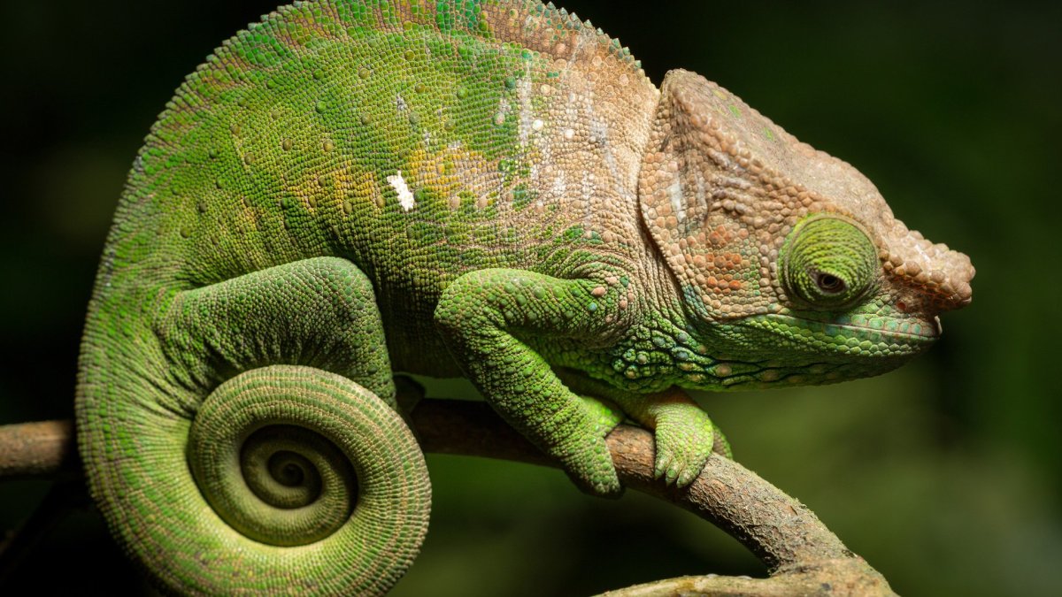 Варан геккон игуана