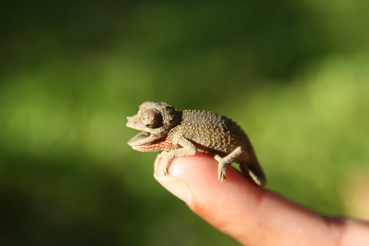 Ящерица хамелеон