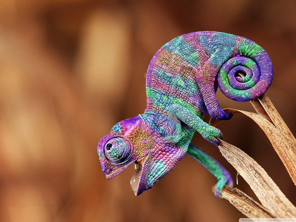 Лопастеносный хамелеон