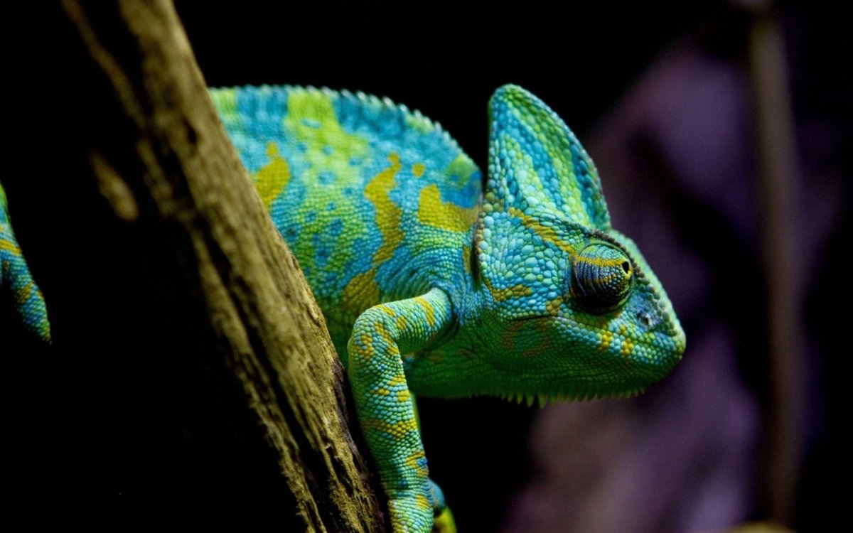 Четырехрогий хамелеон