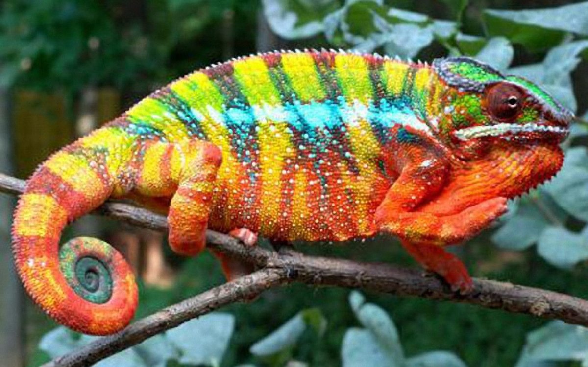 Йеменский хамелеон детеныш