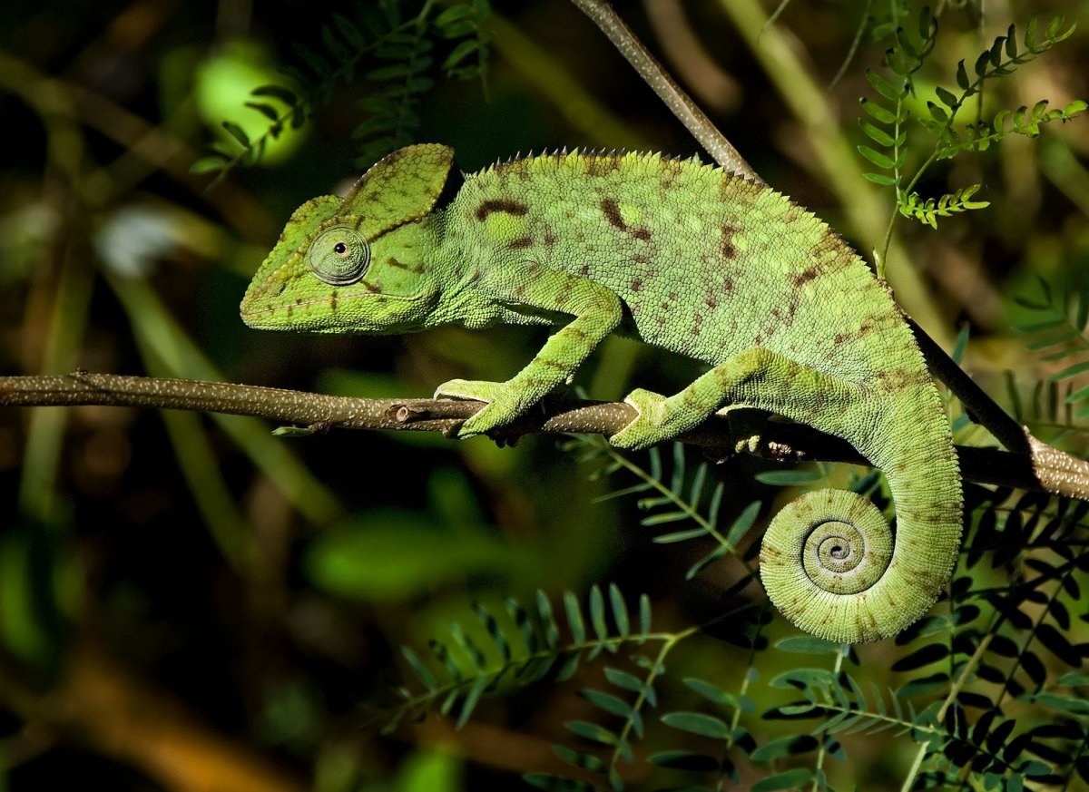 Йеменский хамелеон самка