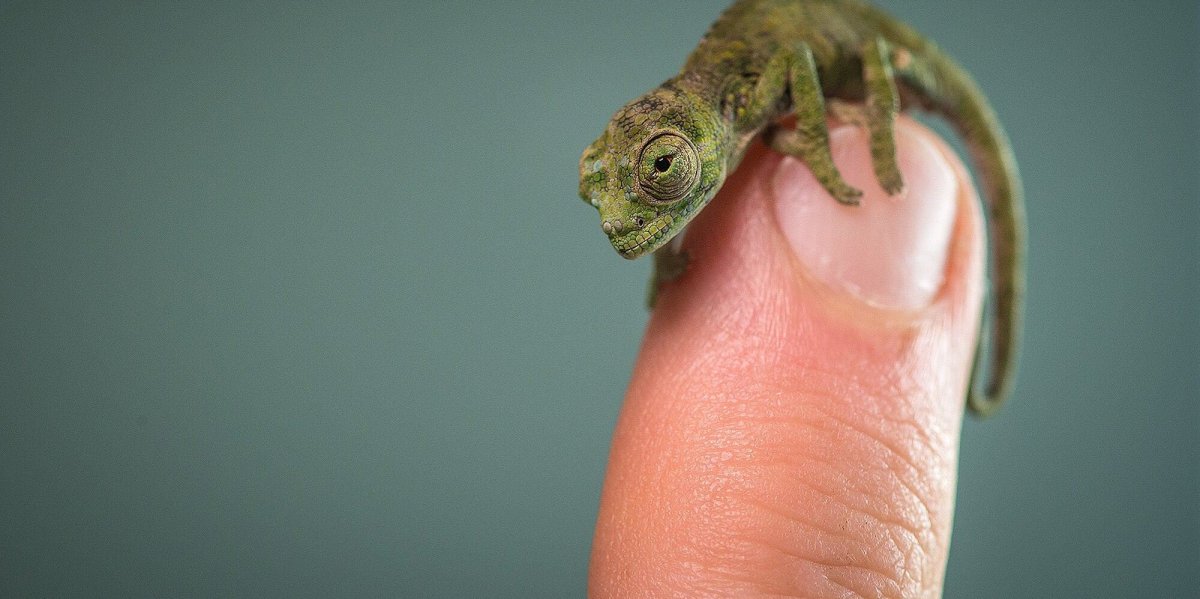 Йеменский хамелеон маленький