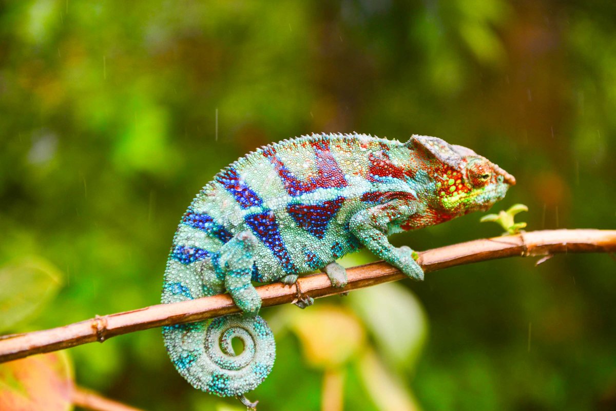 Геккон фельзума