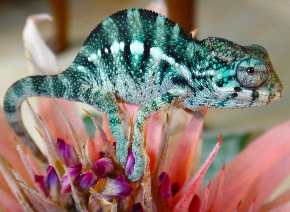 Шлемоносный хамелеон