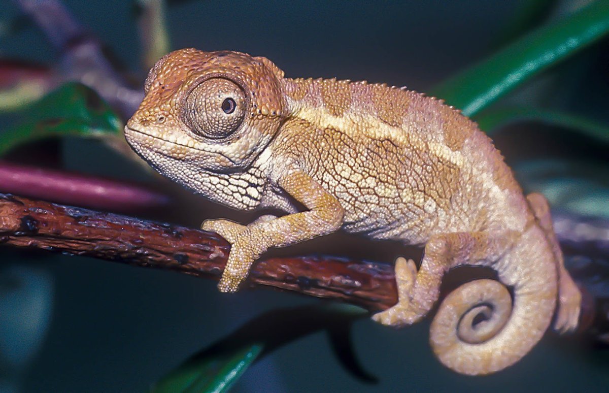 Ящерицы домашние маленькие