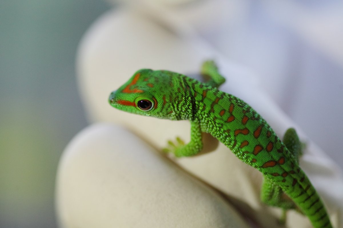 Самый маленький хамелеон