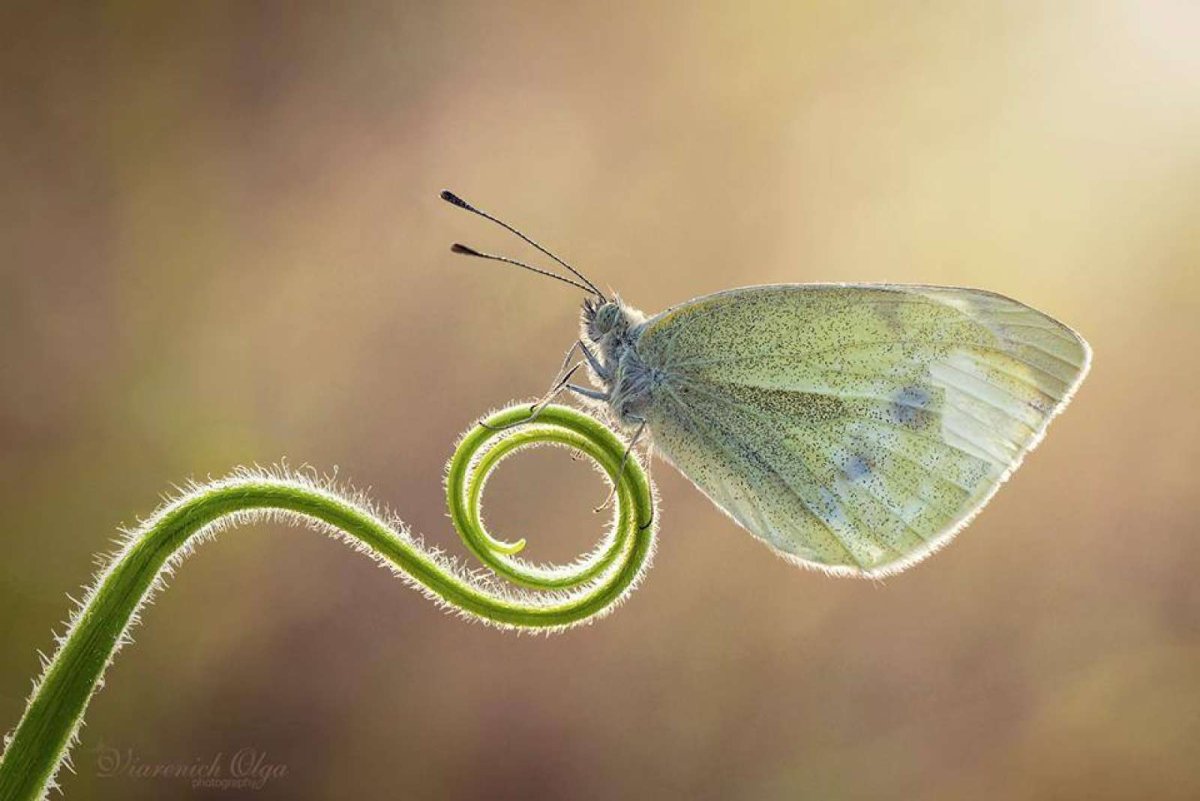 Чешуекрылые бабочки моли мотыльки