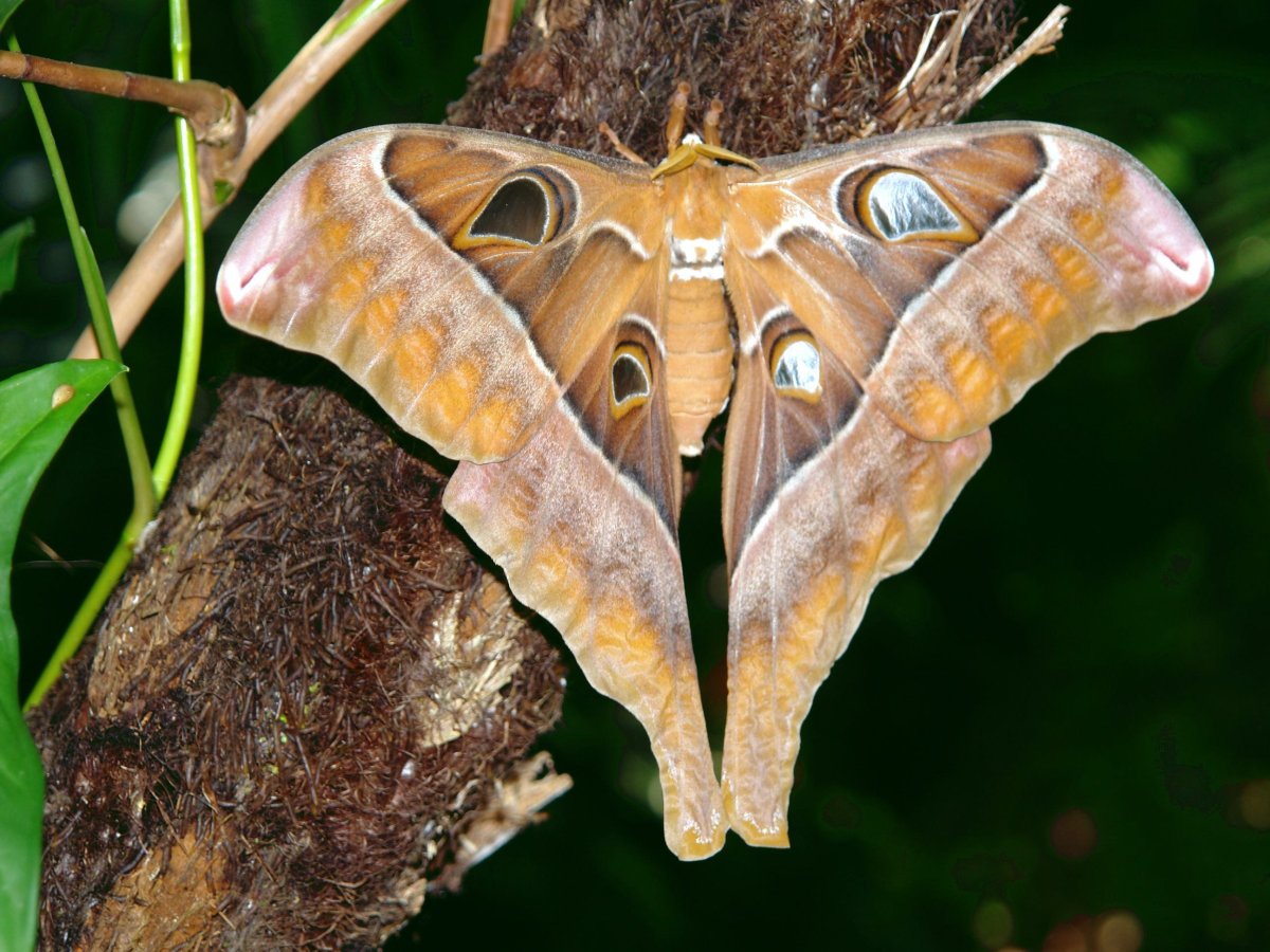 Альбинос животное бабочка