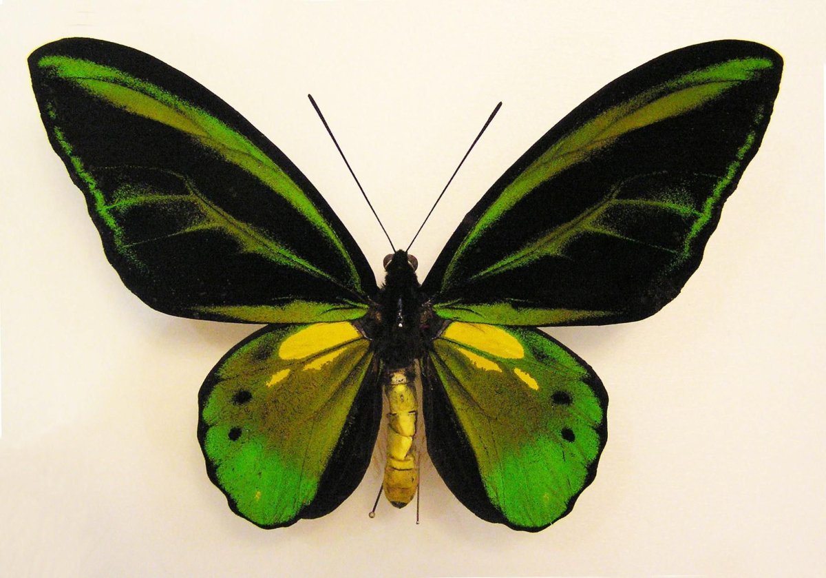 Глазчатый Бражник бабочка