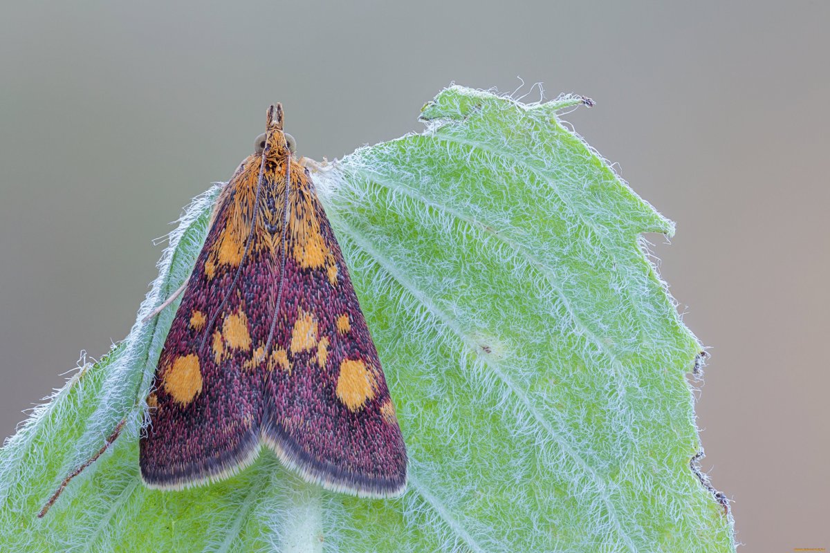 Почковая моль смородины