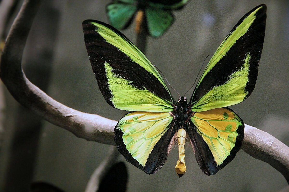 Antheraea Polyphemus