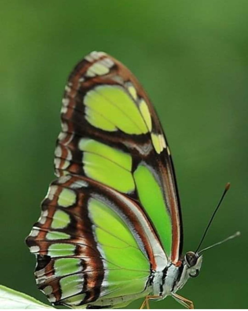 Лливкавая окосфора бвбочка