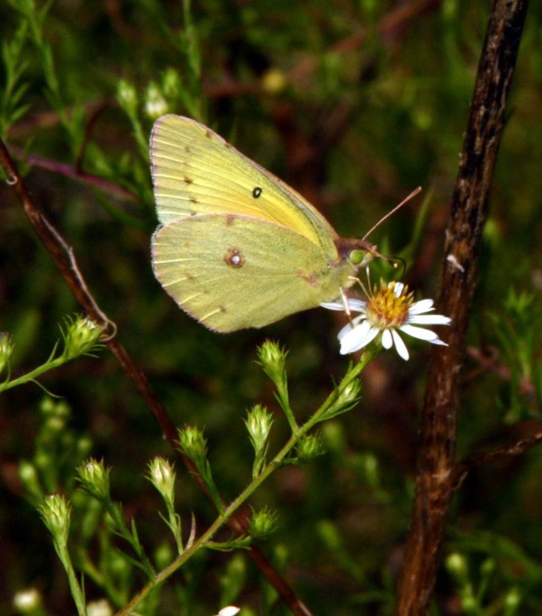 Голубой Махаон бабочка