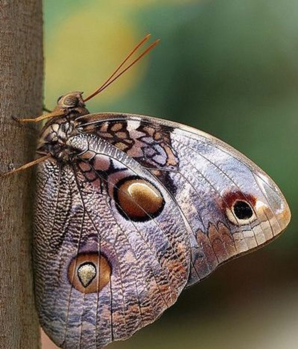 Ornithoptera tithonus