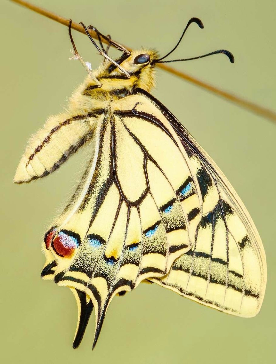 Сатурния Луна лунный мотылек