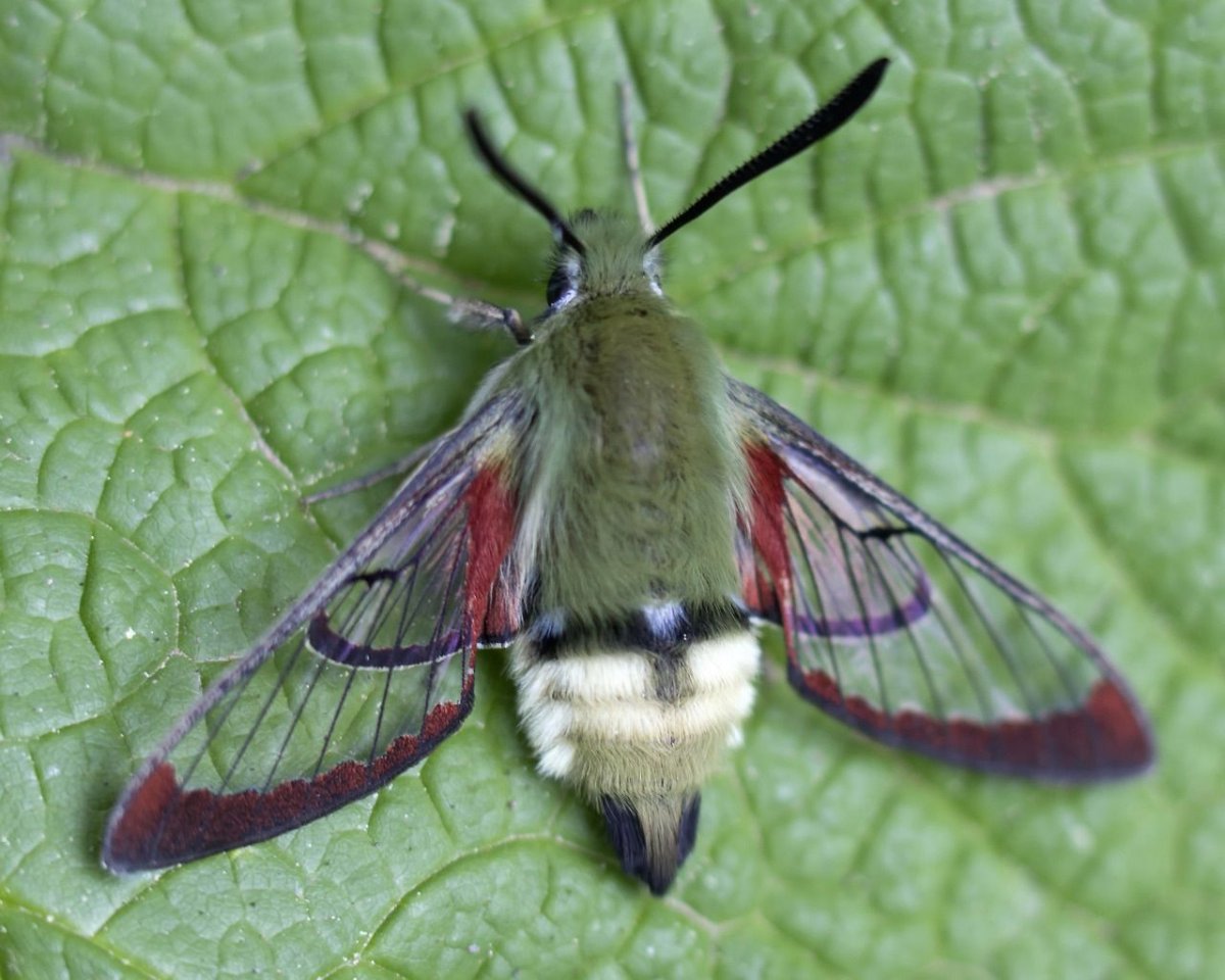 Бабочка Павлиноглазка Мимикрия