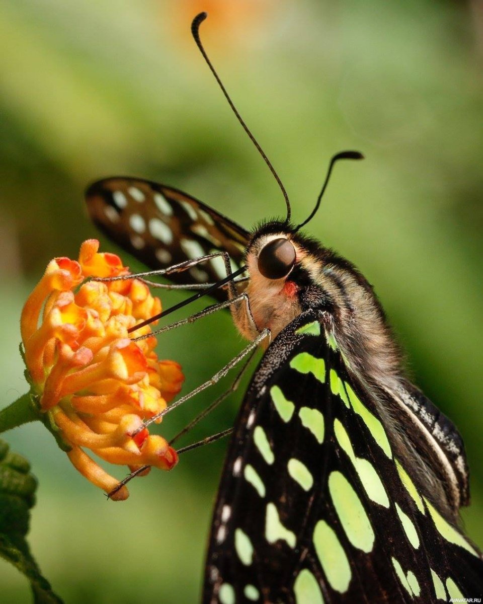 Павлиноглазка атлас Attacus Atlas