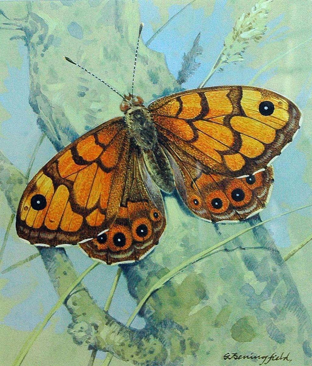 Горностаевые бабочки рисунки