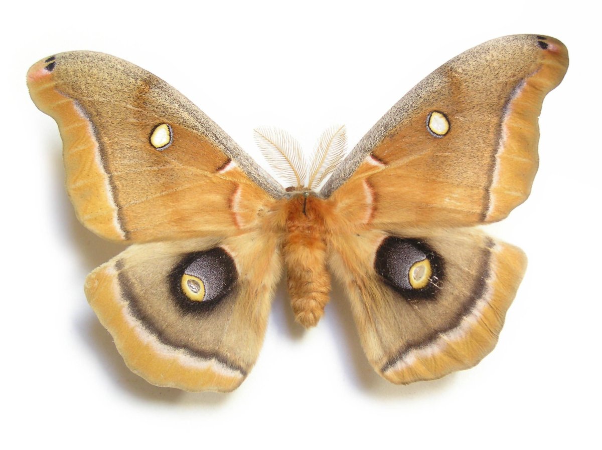 Синяя тигровая бабочка