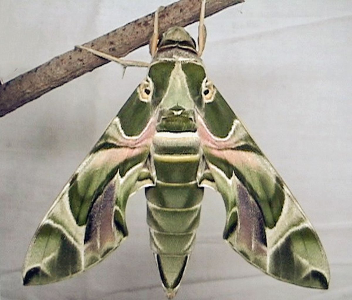 Гималайская пятнистая Королевская бабочка