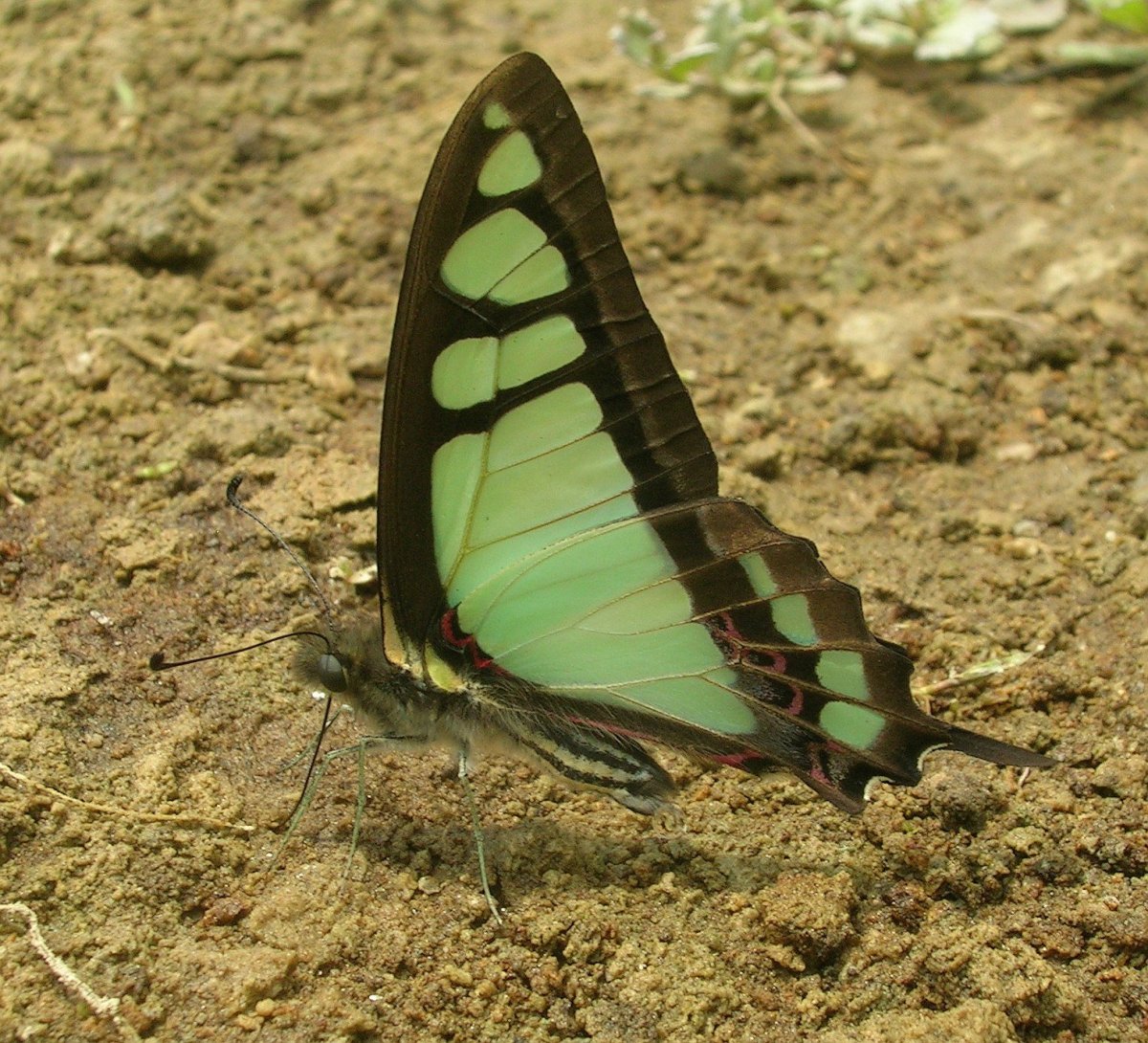 Лливкавая окосфора бвбочка