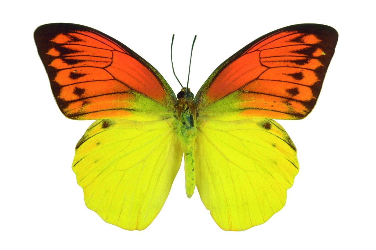 Бабочка Сатурния Луна