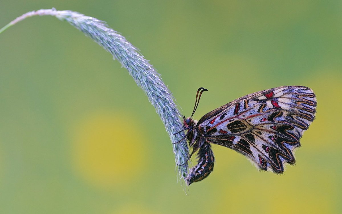 Бабочка светло зеленая