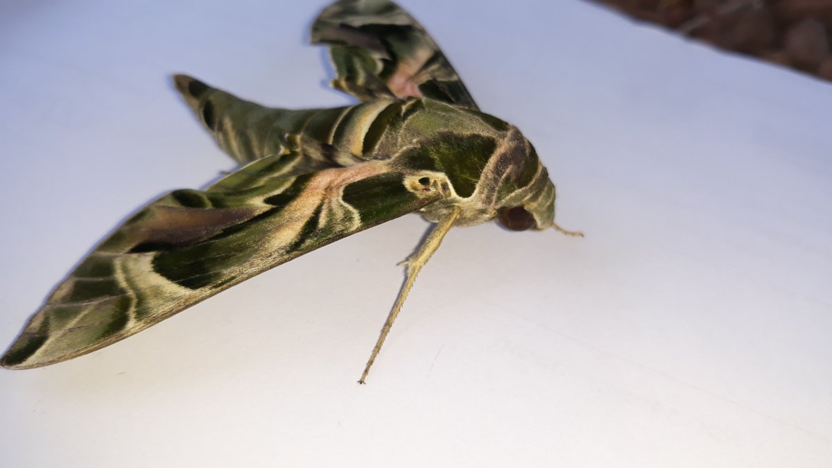 Бабочка Гретта Отто