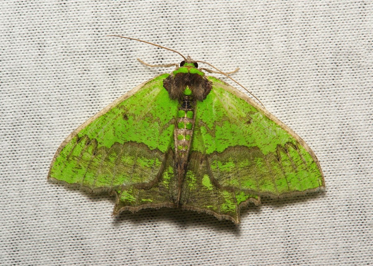 Оливковая экофора бабочка