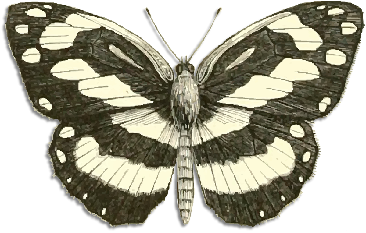 Яркие бабочки