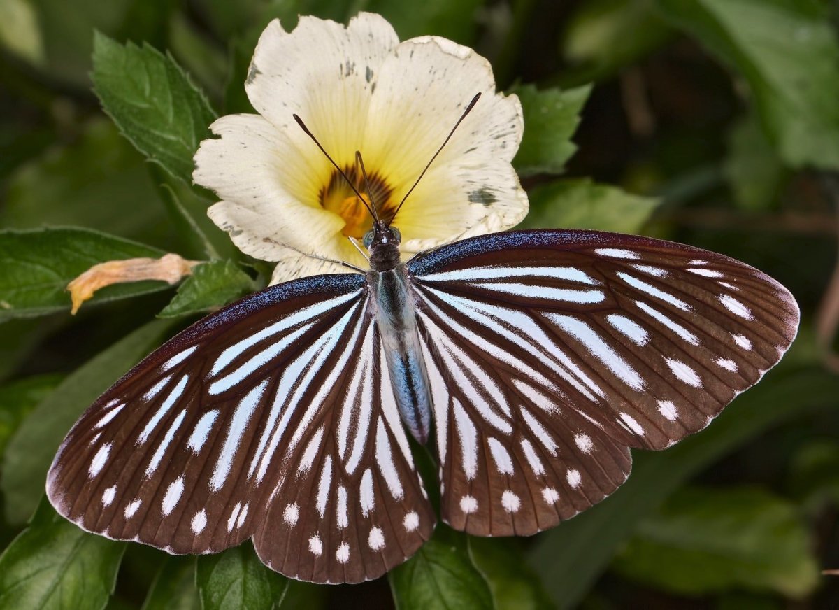 Амазонские бабочки