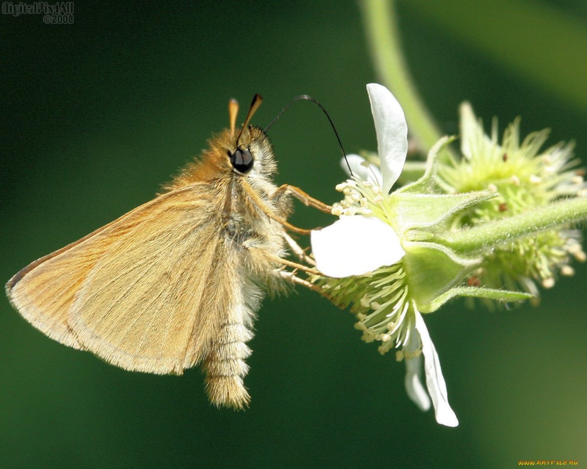 "Butterfly Countess" book