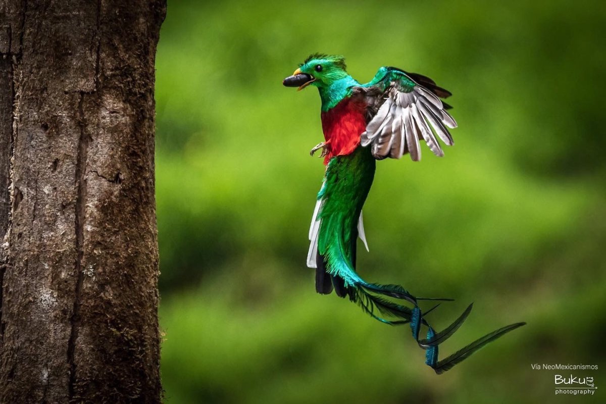 Птица Квезаль (кетцаль)