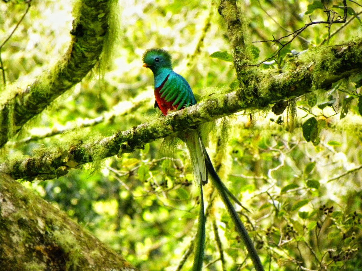 Квезаль цвет