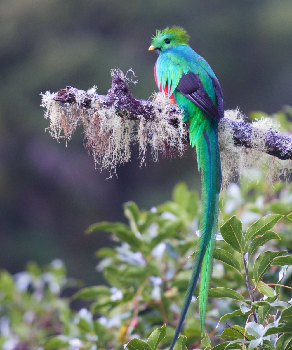 Квезаль жако