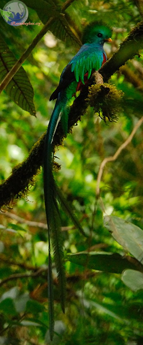 Великолепный кетцаль