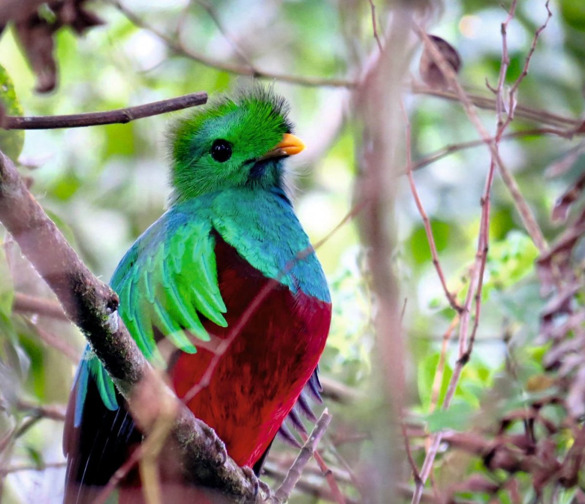 Великолепный кетцаль и трогон в Коста-Рике