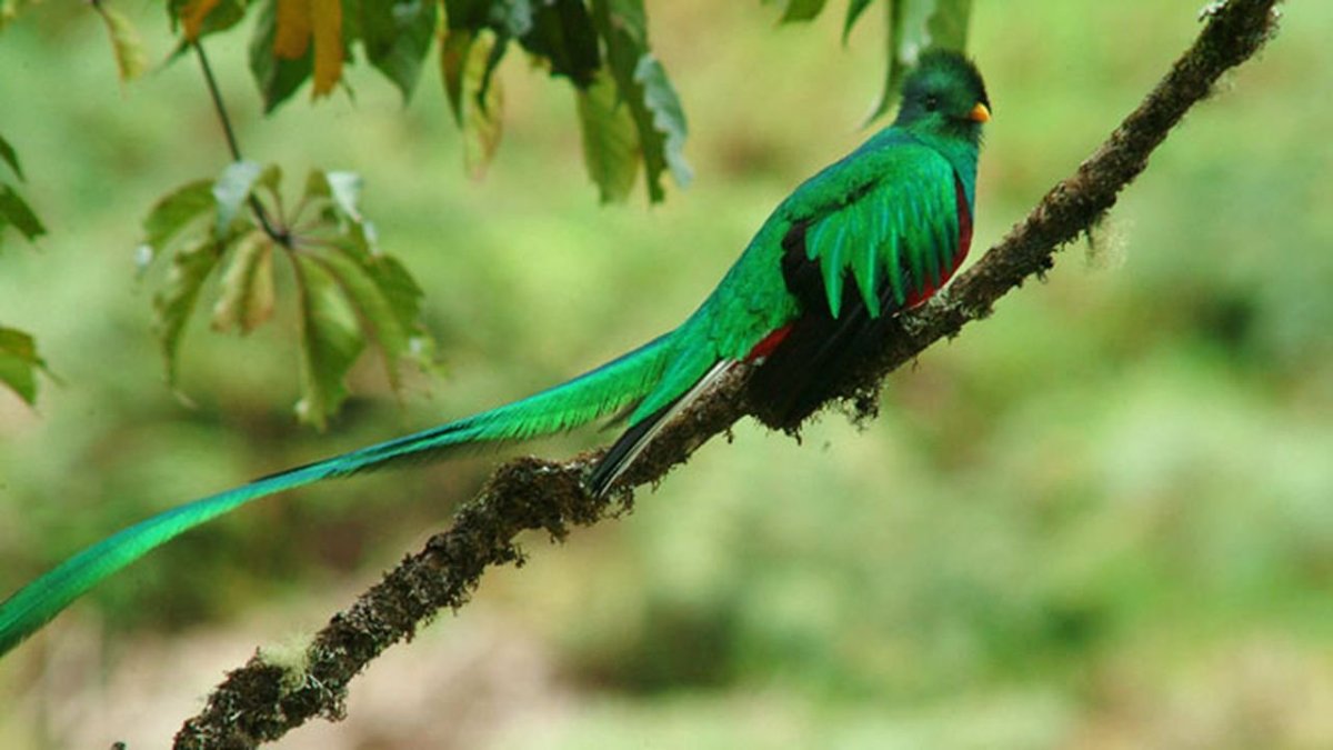 Квезаль место обитания